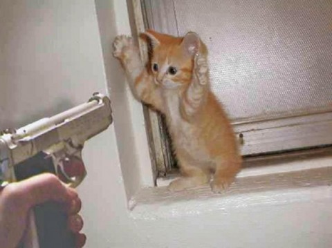 01-stick-em-up-kitty-kitten-cat-gun-e1286641024121.jpg