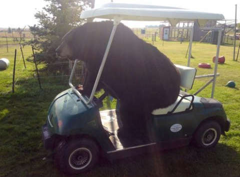 golfing bear.png