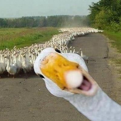 duck or goose.png