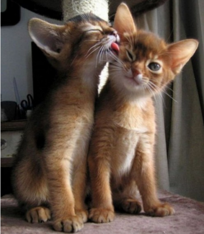 kitty kiss.png