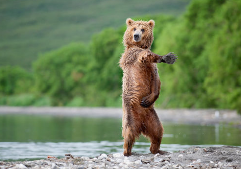 bear macarena.png