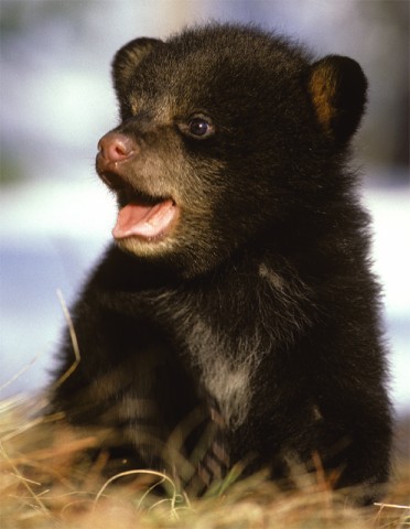 cute_cub.jpg