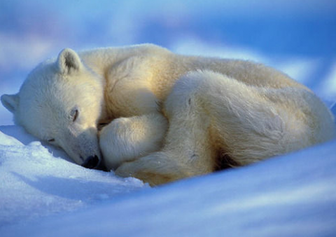 sleeping bear_png.png