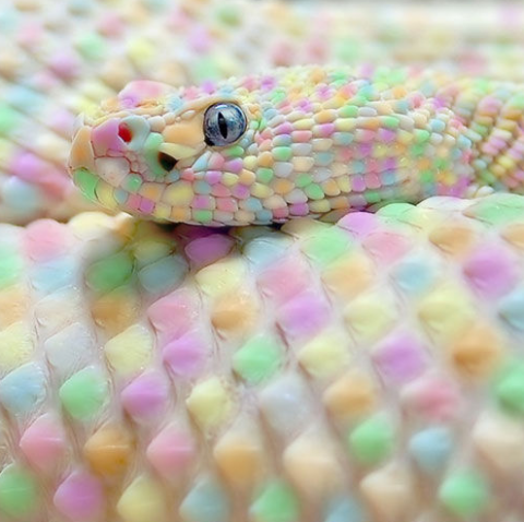 easter snake_png.png