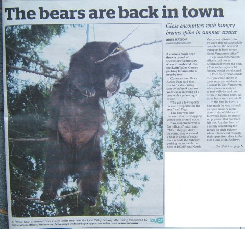 bears are back in town.JPG