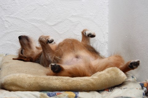 Sleeping_dog_98a.jpg