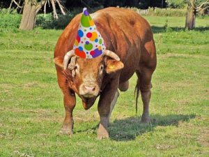 bull-birthday-rally.jpg