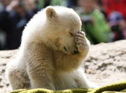 sad-polar-bear.jpg