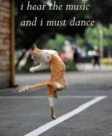 dancing kitty_png.png