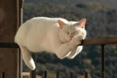 white-cat-sleeping-other.jpg