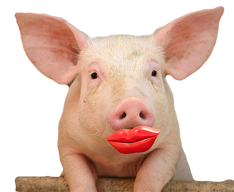 lipstick-on-pig.png