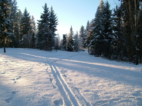 tried x country skis yesterday