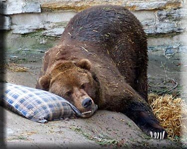 Sleeping-Bear1.jpg