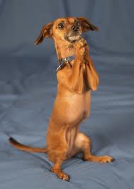 praying-dog.jpg