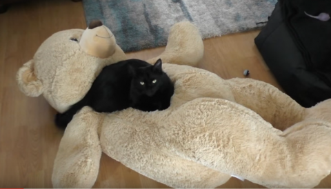 cat bear.png.png
