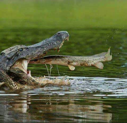 croc.png.png
