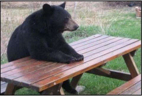 bear-waiting -on-steak-dinner.jpg