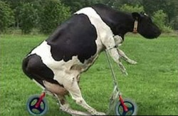 bull-Christmas-bicycle.jpg