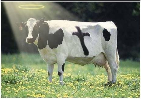 stupid_faith_bull.png