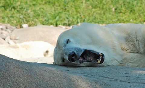 yawn.jpg