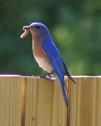 early bird.jpg