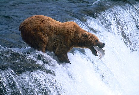 brooks-brown-bear_8203.jpg