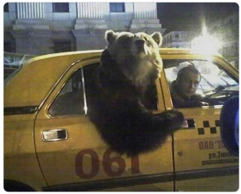 BEAR TAXI.jpg