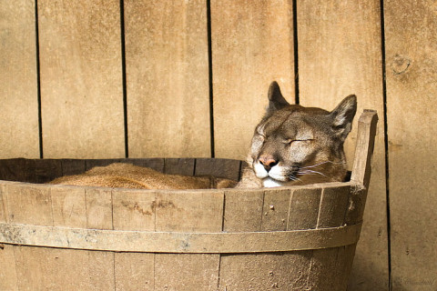 face-stay-lies-puma-wallpaper-preview.jpg