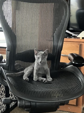 zoro trading chair.jpg