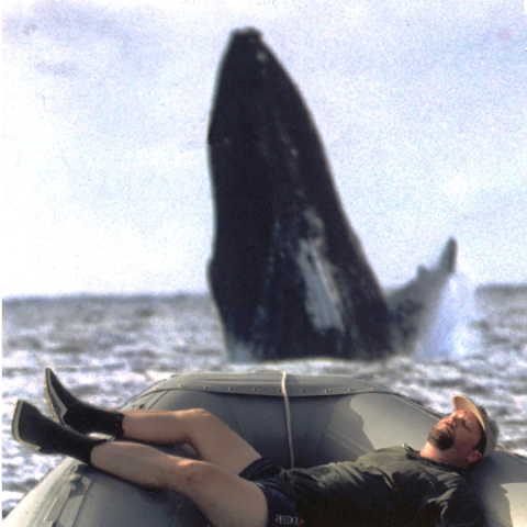 whale.png