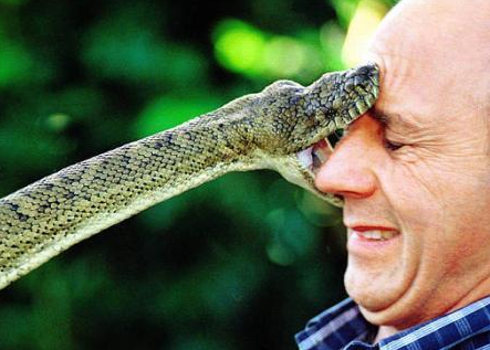 cobra bites.png