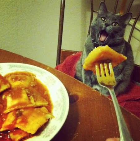 cat can have pasta too.png