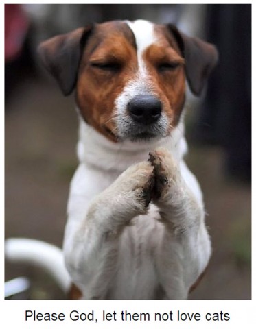 dog_pray.jpg