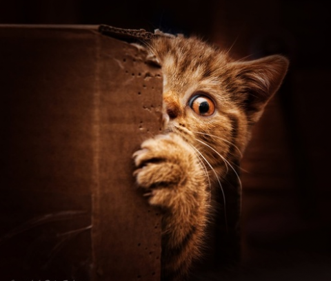 gato.png