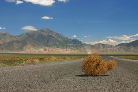 tumbleweed.jpg
