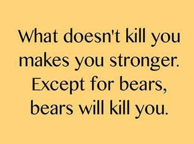 oy bears.png