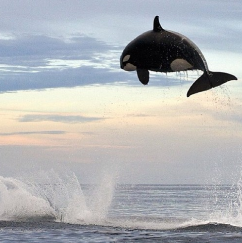 orca_png.png