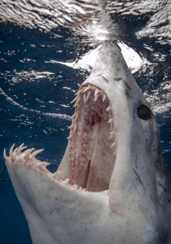 sharknado_png.png