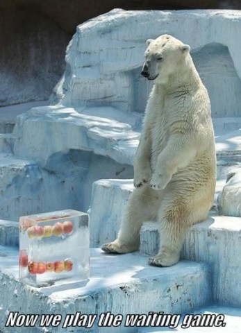 polar-bear-apples.jpg.pagespeed.ce.kJ5IrAbJzv.jpg