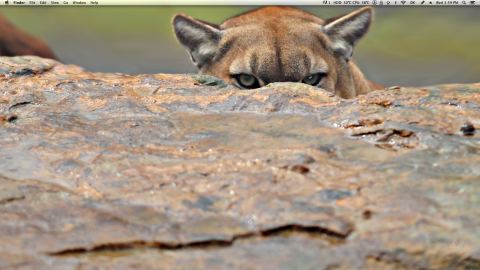 lion.png