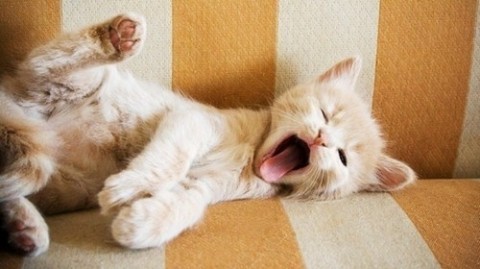 YawningCat.jpg