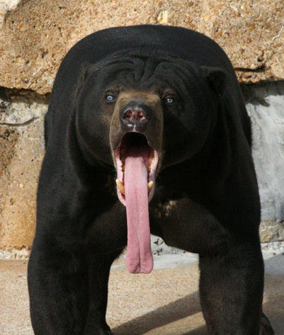 bear tongue_png.png
