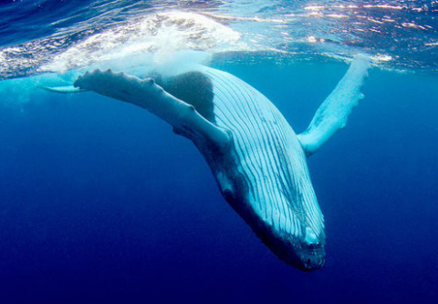 buffett whale_png.png