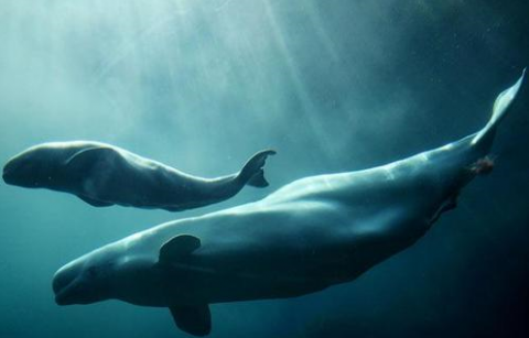 whales6_png.png