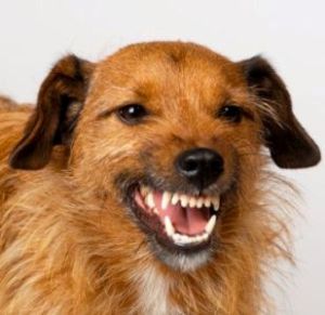 dog-barking-problems.jpg