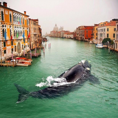whale6_png.png