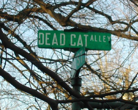 1215dead cat_png.png