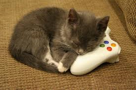 cat.png