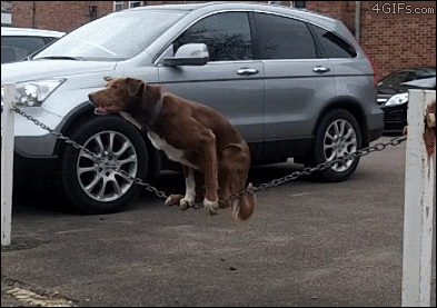 funnydog0.gif