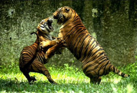 catfight.png.png